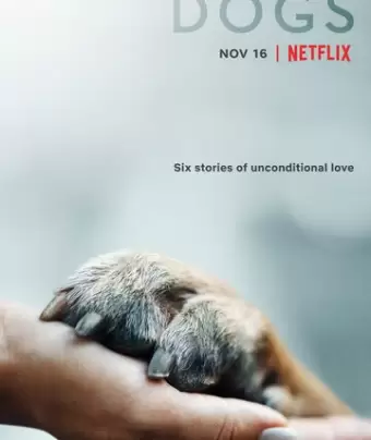 Собаки / Dogs