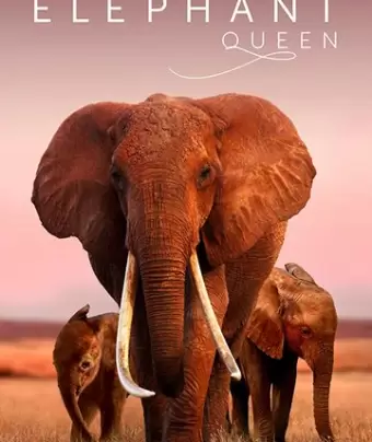 Королева слонов / The Elephant Queen