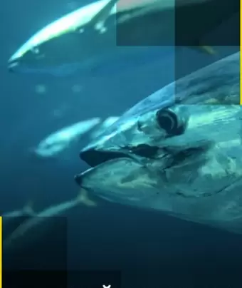 Дикий тунец / Wicked Tuna