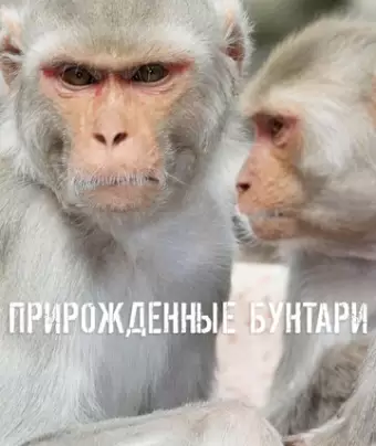 Прирожденные бунтари / Natural Born Rebels