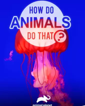 Удивительный мир животных / How do Animals do That