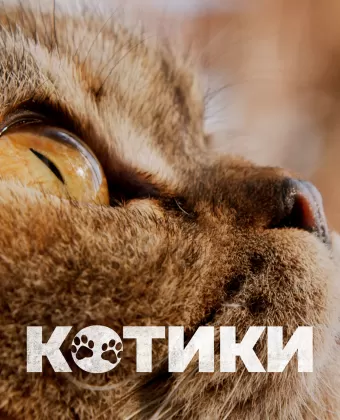 Котики / Cat Daddies