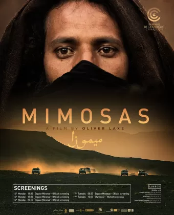 Мимозы / Mimosas