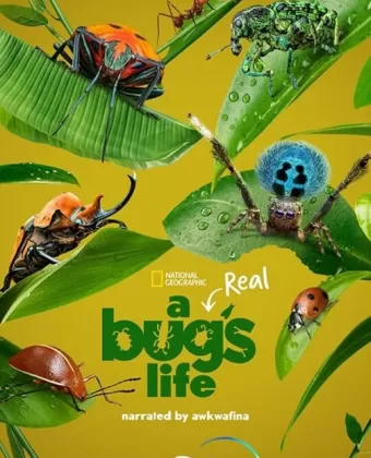 Настоящая жизнь жука / A Real Bug's Life
