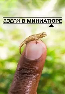 Звери в миниатюре / Super Small Animals