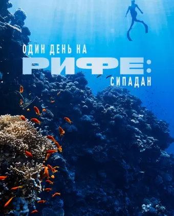Один день на рифе: Сипадан / A Day on the Reef: Sipadan